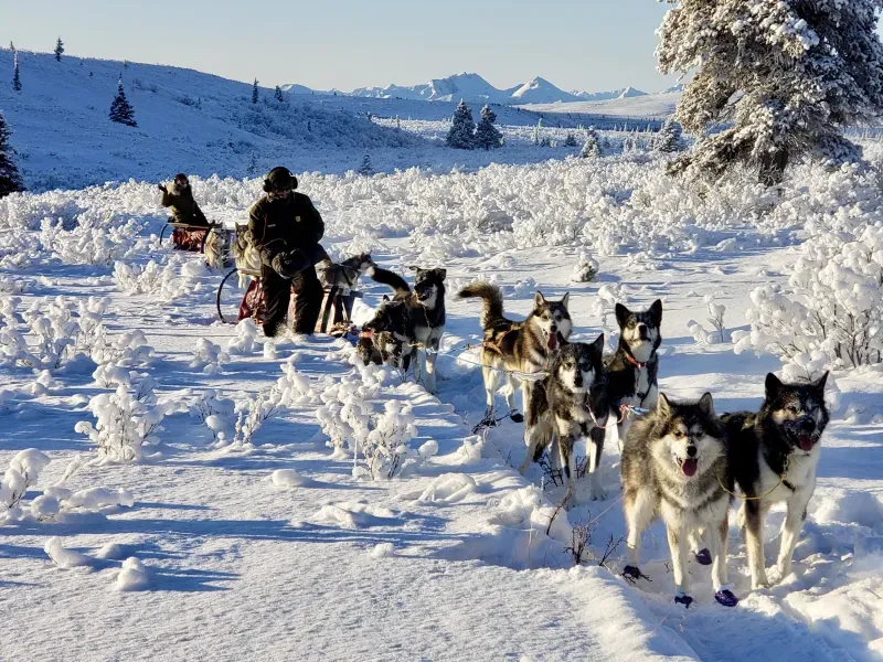 The History of the Denali National Park Kennels Part #1