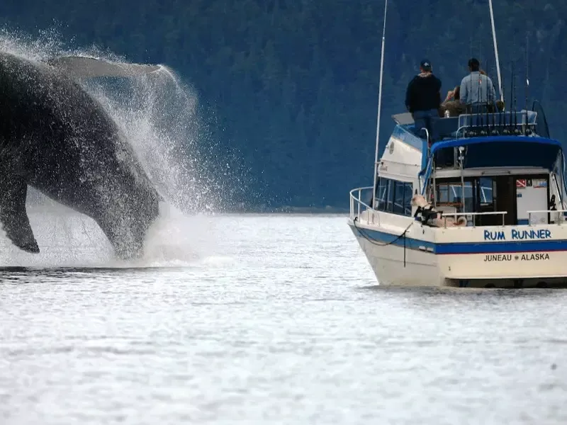 Captain Chris Goes To Where The Fish Are. And The Whales. And Seals. And Eagles.
