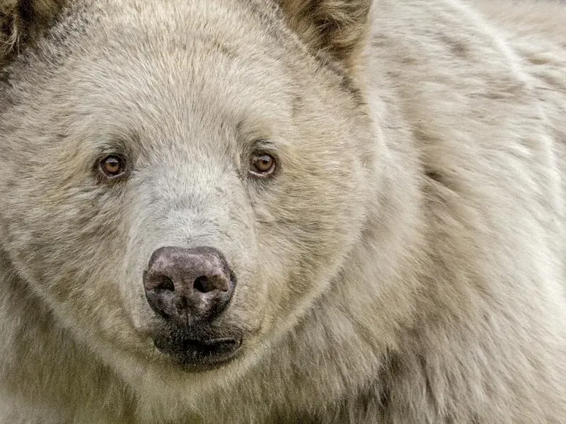 White Black Bears And Blonde Grizzly’s