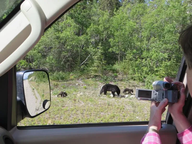 Bear Using A Spruce Tree To Scratch His Back Near Skagway