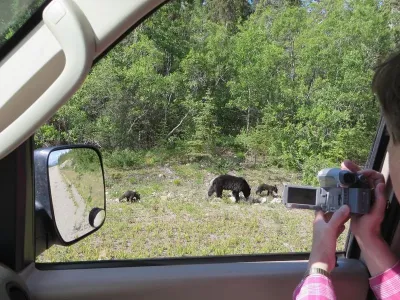 Bear Using A Spruce Tree To Scratch His Back Near Skagway