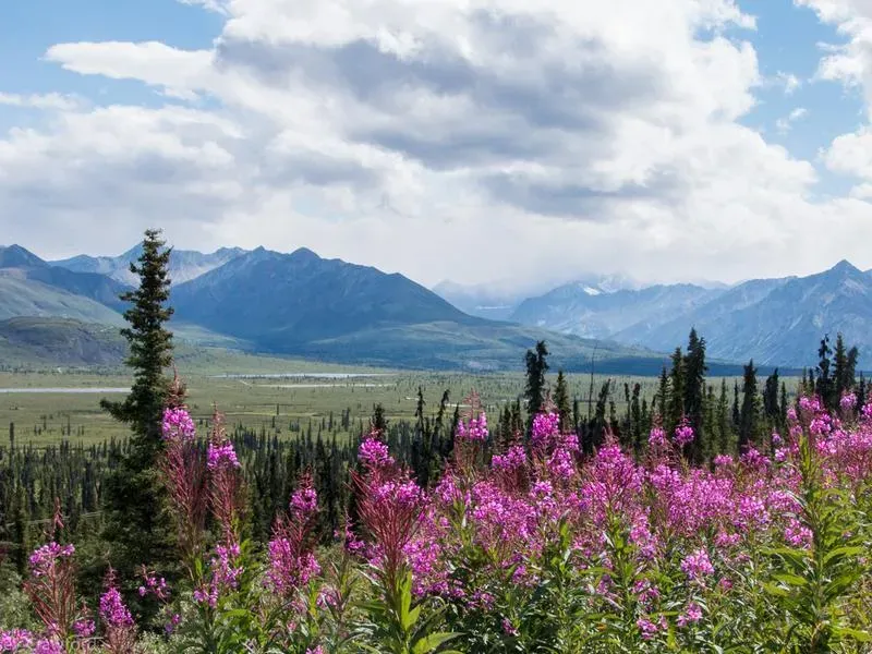 Alaskan Fireweed, The Flower That Brings Life After Death
