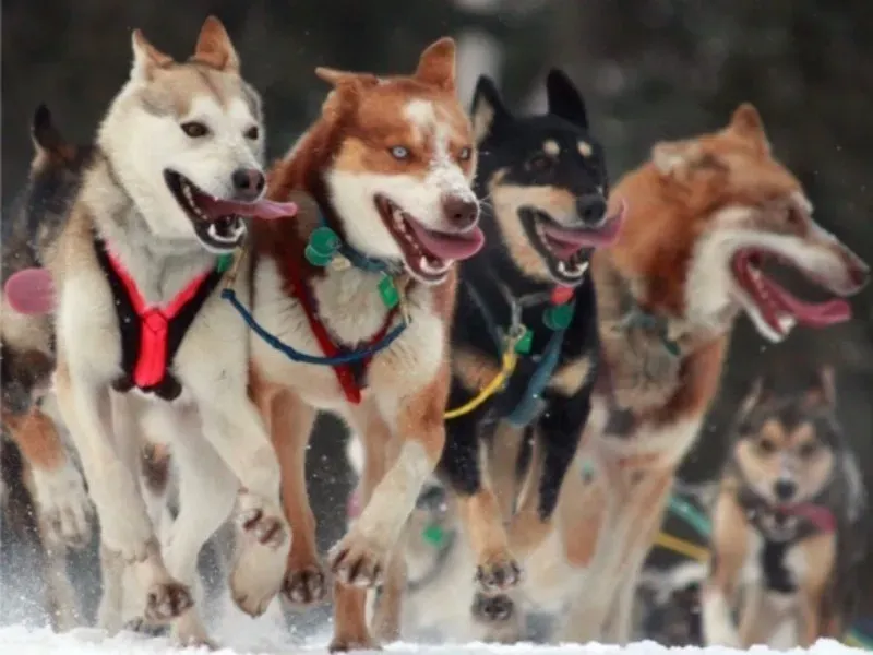 High-Performance Athletic Dogs Enjoy the Iditarod Sled Dog Race