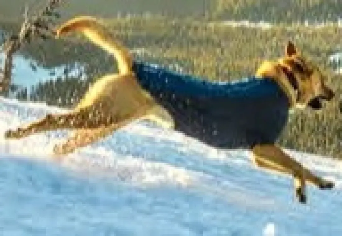 AK Bark
