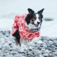 AK Bark