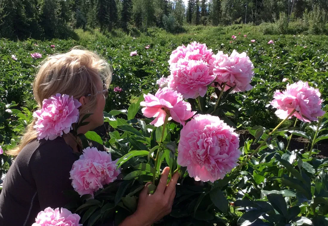 Summertime Peonies