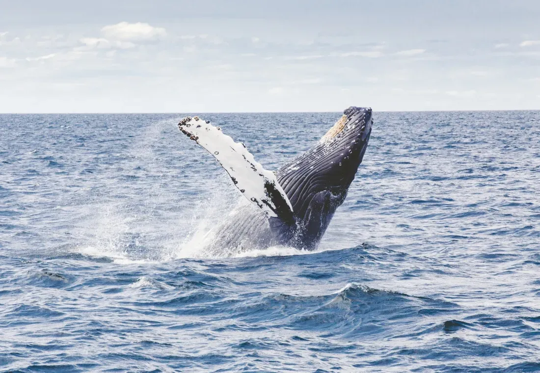 Icy Strait Whale Adventures