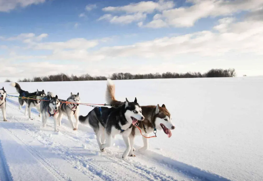 Turning Heads Kennel