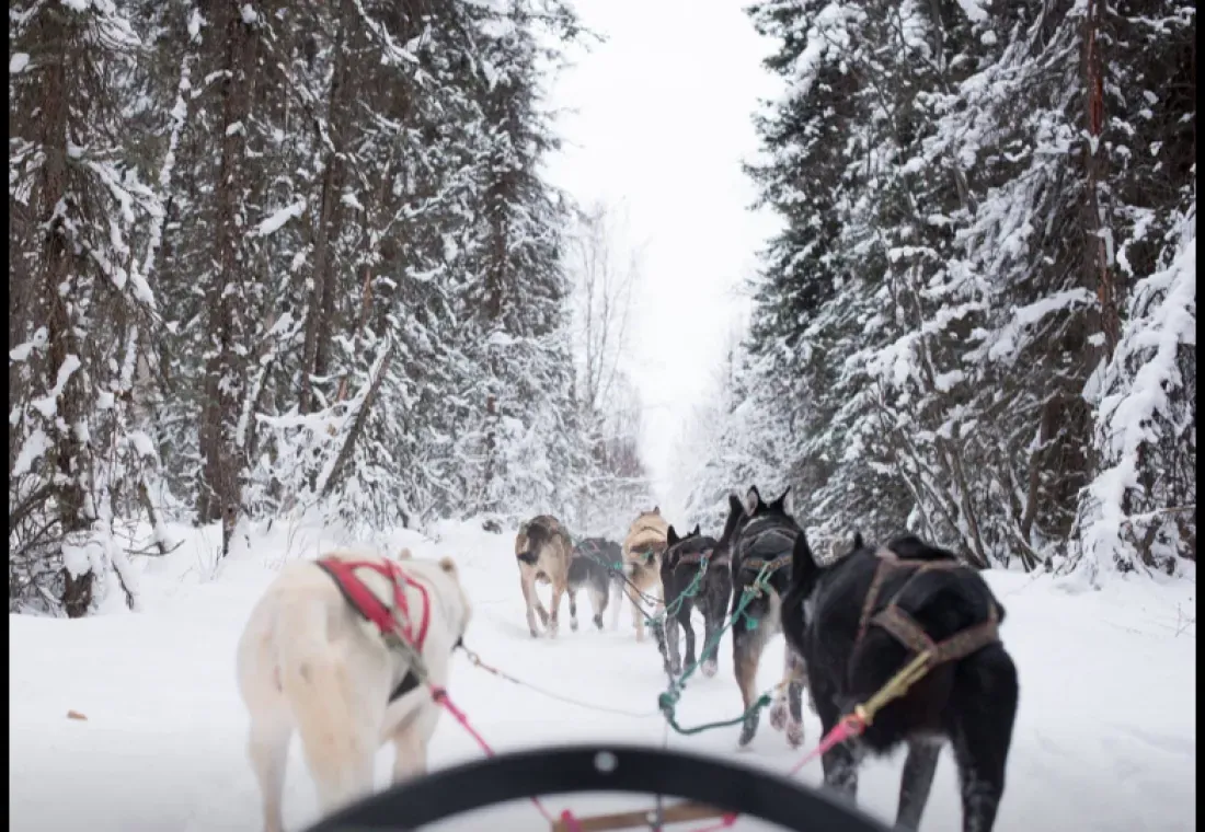 Hardcore Huskies Sled Tours
