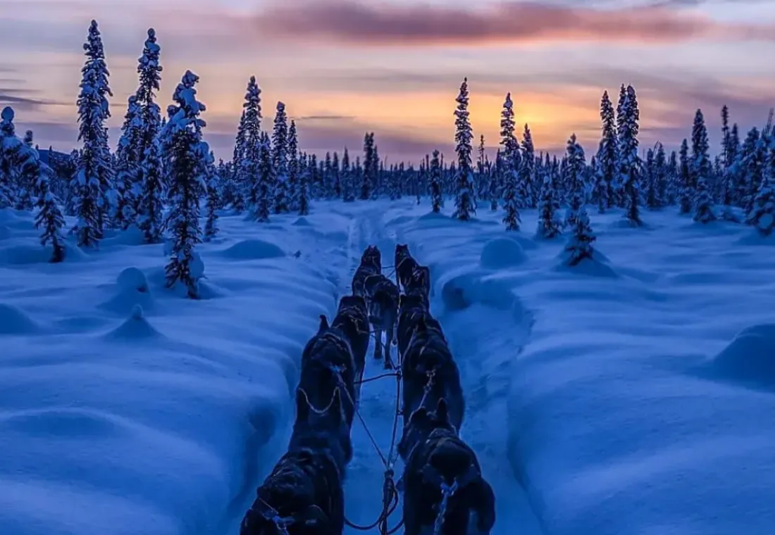 Wildthingz Dog Mushing