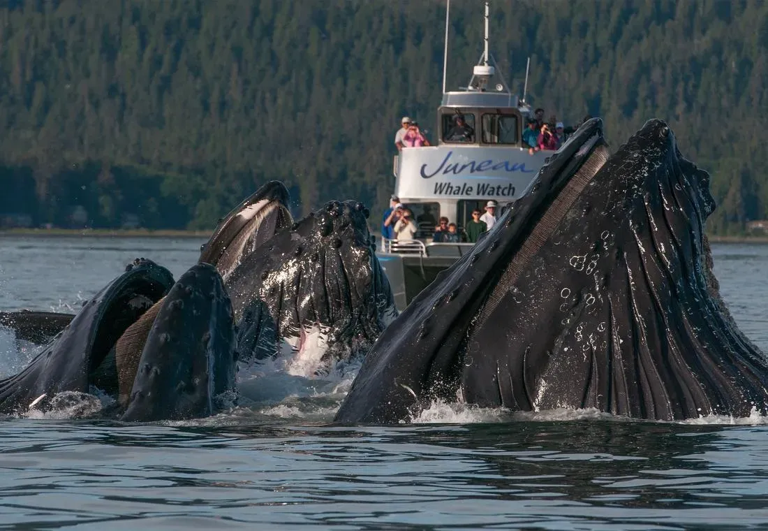 Juneau Tours