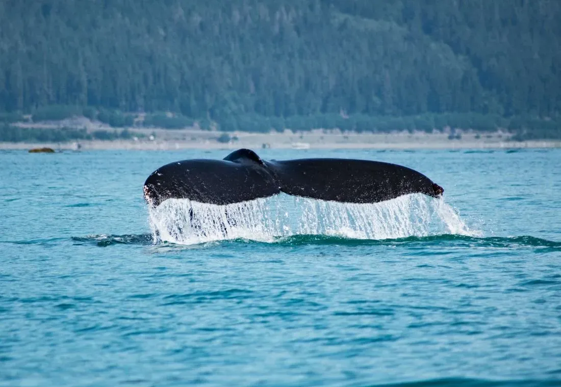 Alaska Galore Tours