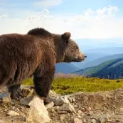 The Bear Collection