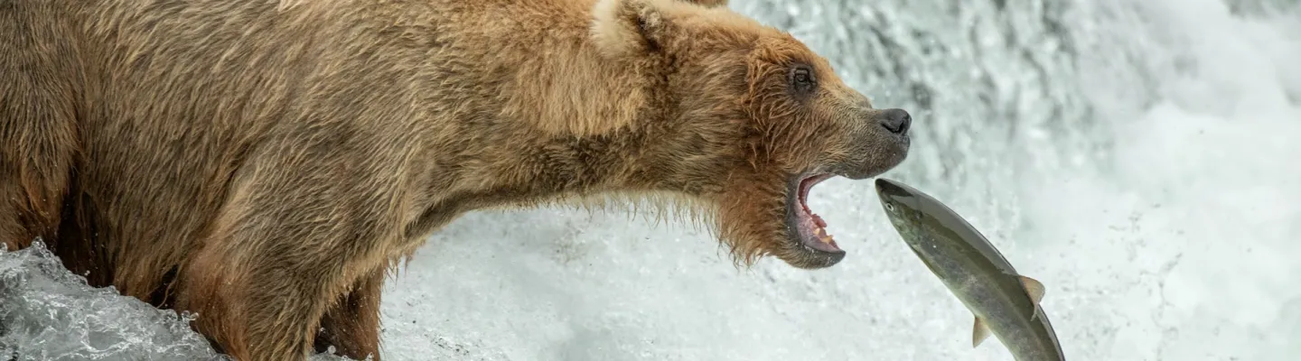 Kodiak