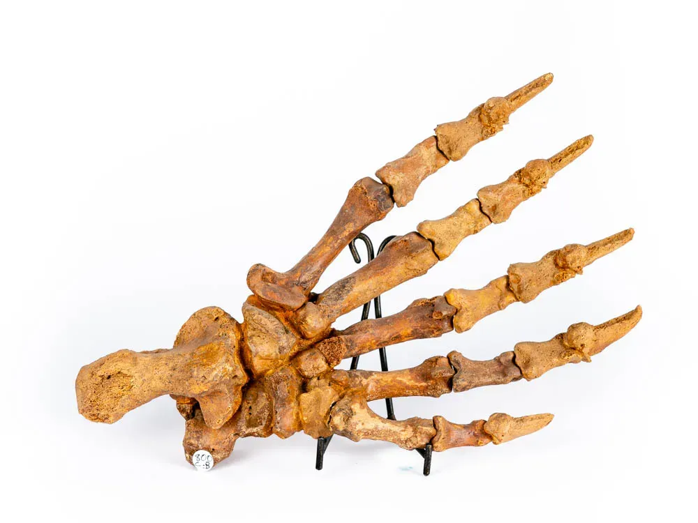 Cave Bear Paw - 2