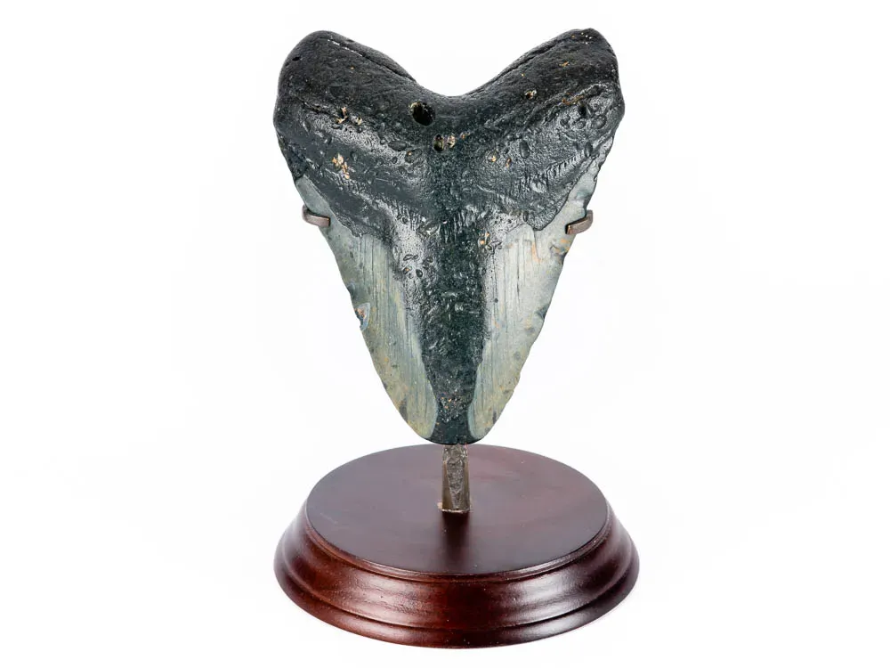 Chardadon Megalodon Shark Tooth - 1