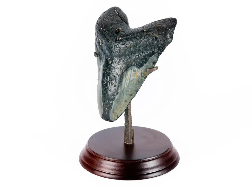 Chardadon Megalodon Shark Tooth - 2
