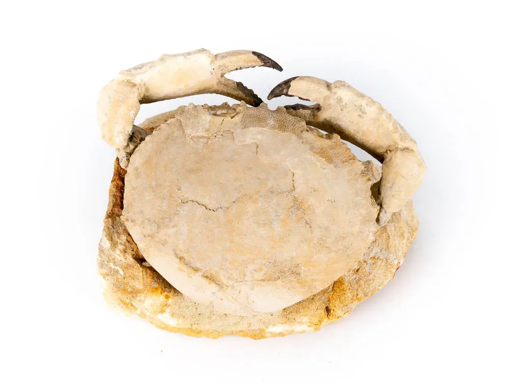 Fossilized Crab - 2