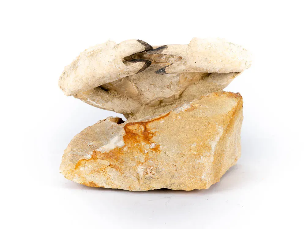 Fossilized Crab - 3