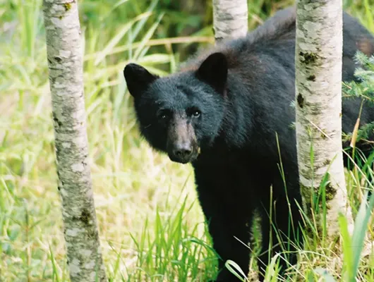 Seaplane & Bear Viewing Adventure