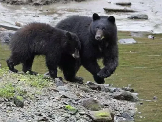 Expedition Black Bear Traitor's Cove