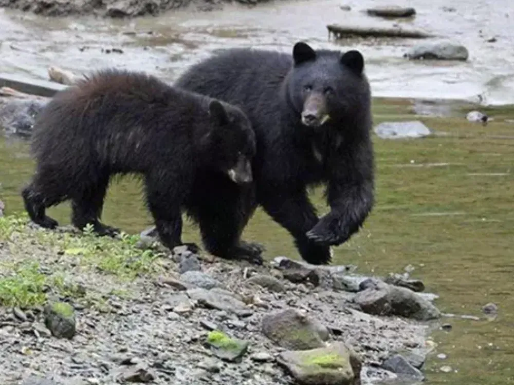 Expedition Black Bear Traitor's Cove - 1