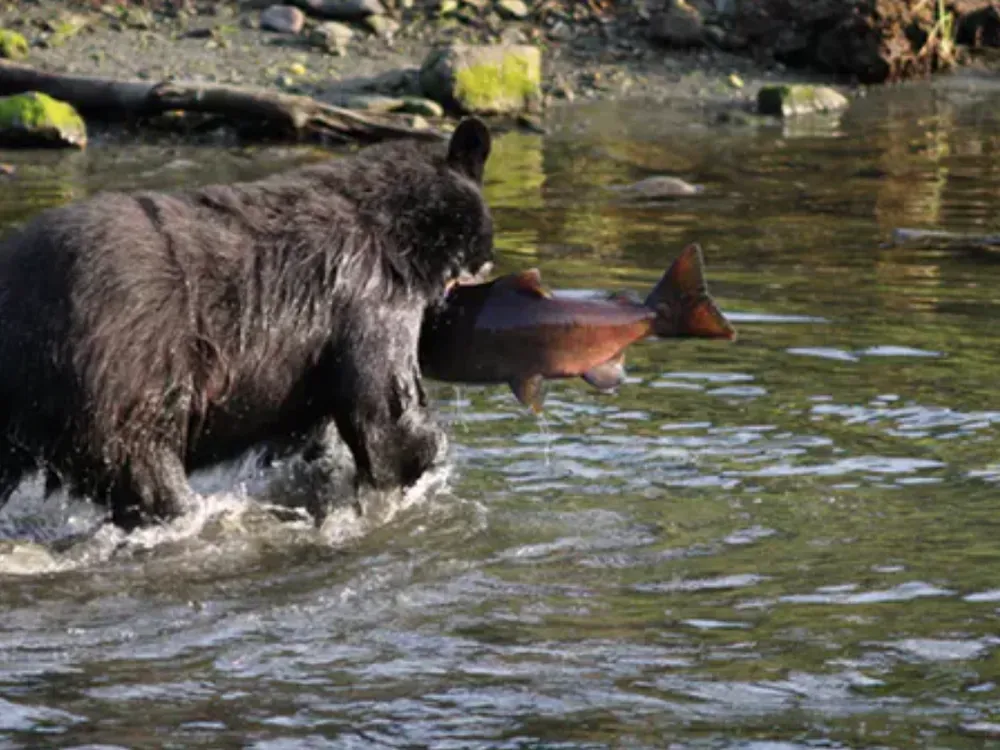 Expedition Black Bear Traitor's Cove - 2
