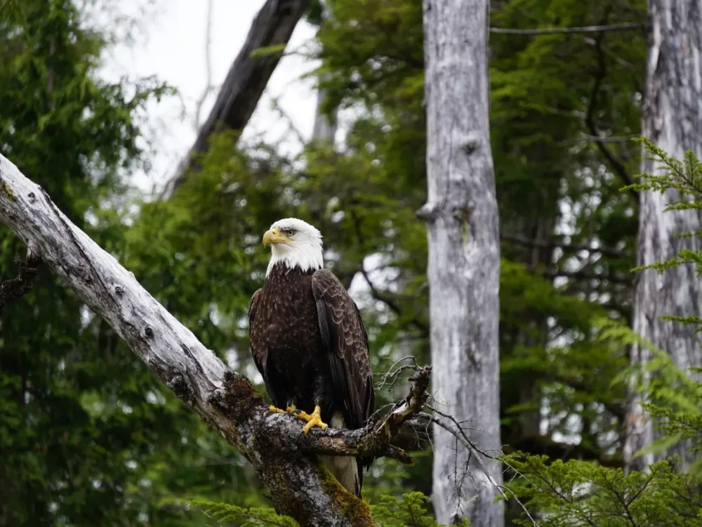 Alaska Ocean Wilderness Expedition - 3