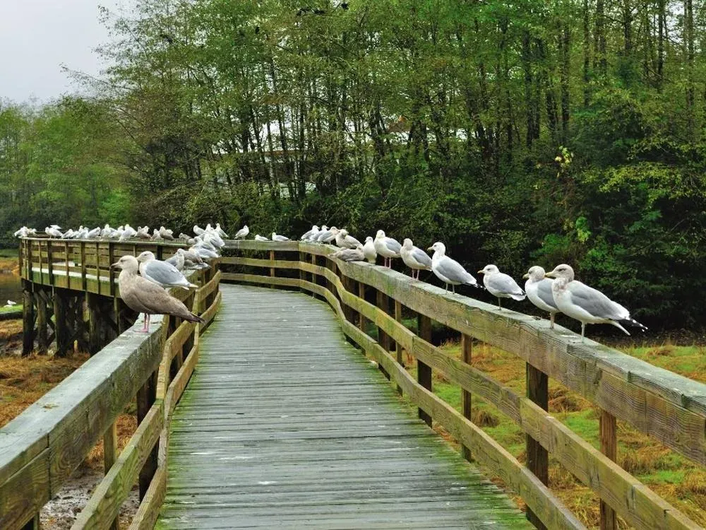Rainforest Sanctuary, Totem Park & Eagles - 2