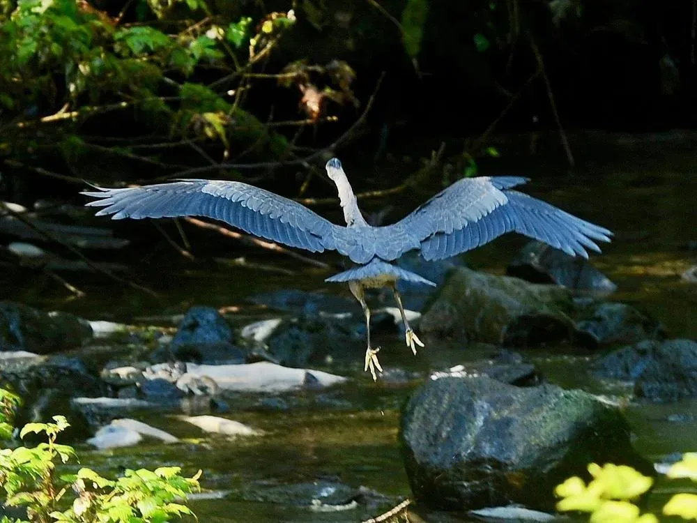 Rainforest Sanctuary, Totem Park & Eagles - 5
