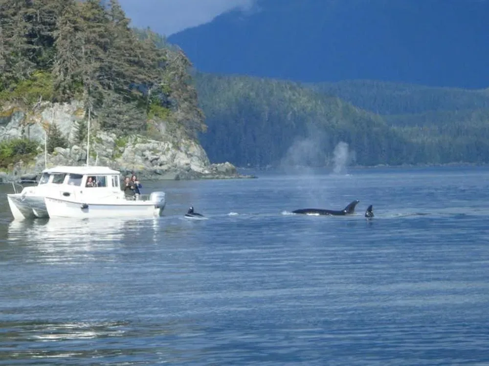 Whale Watching Private Charter - 2