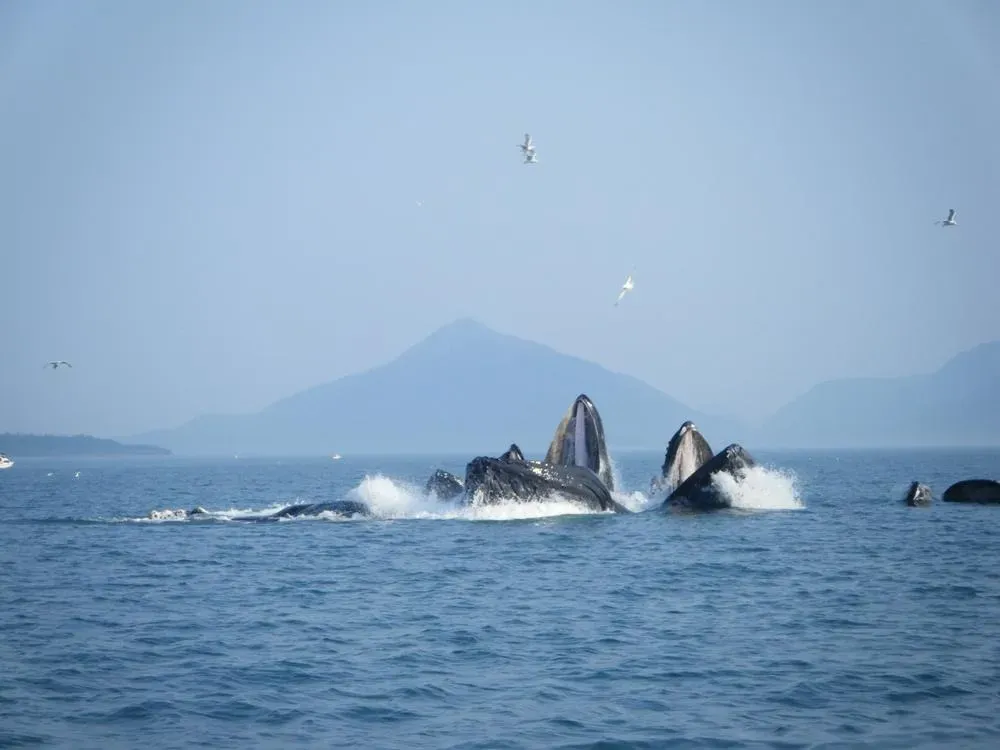 Whale Watching Private Charter - 4
