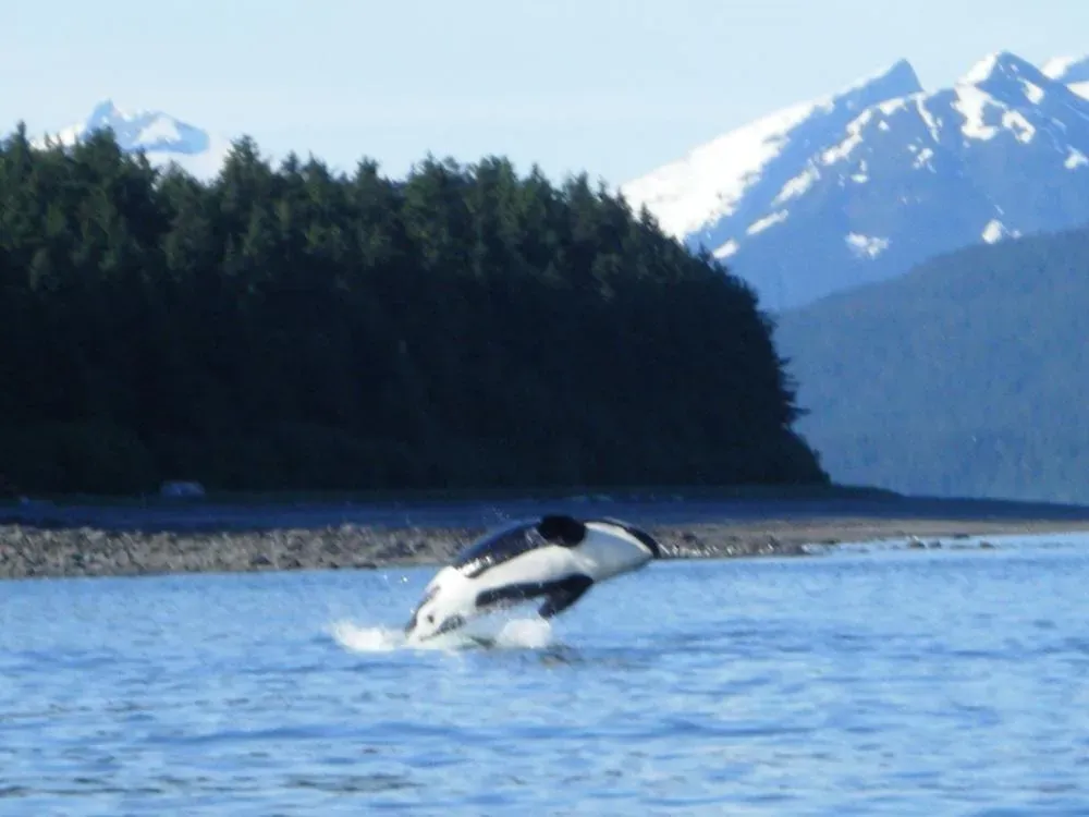 Whale Watching Private Charter - 5