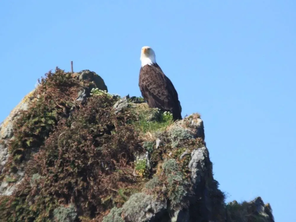 Premium Sitka Scenic Tour - 4