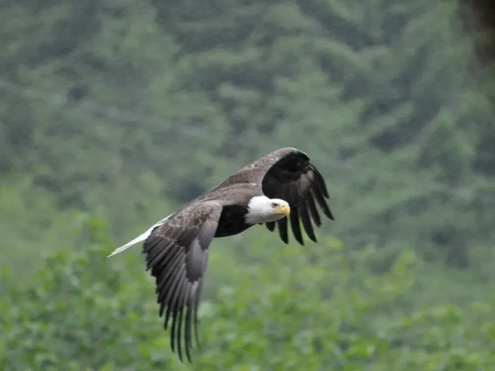 Private Premium Sitka Scenic Tour With Private 7-Passenger Van - 4