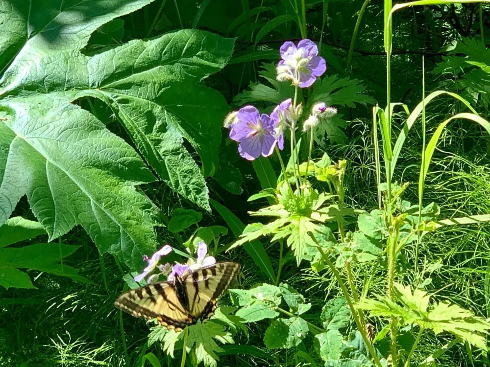 Chugach State Park Nature Walk - 5