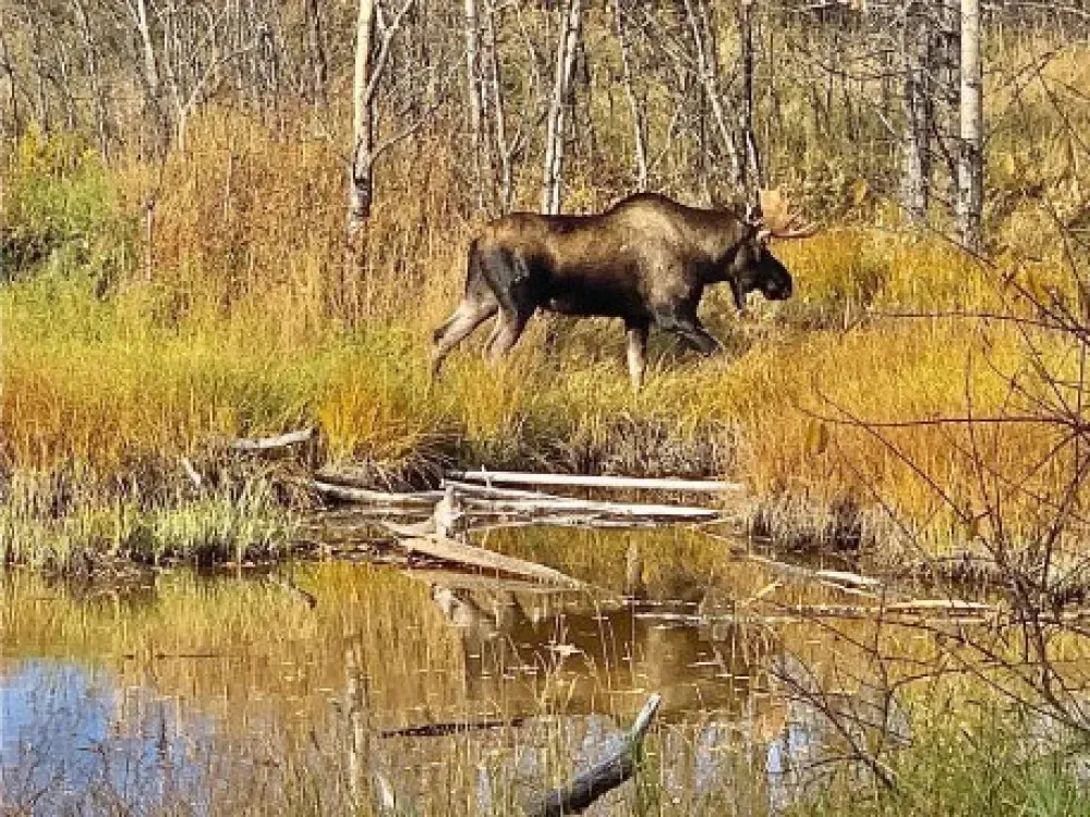 Chugach State Park Nature Walk - 1