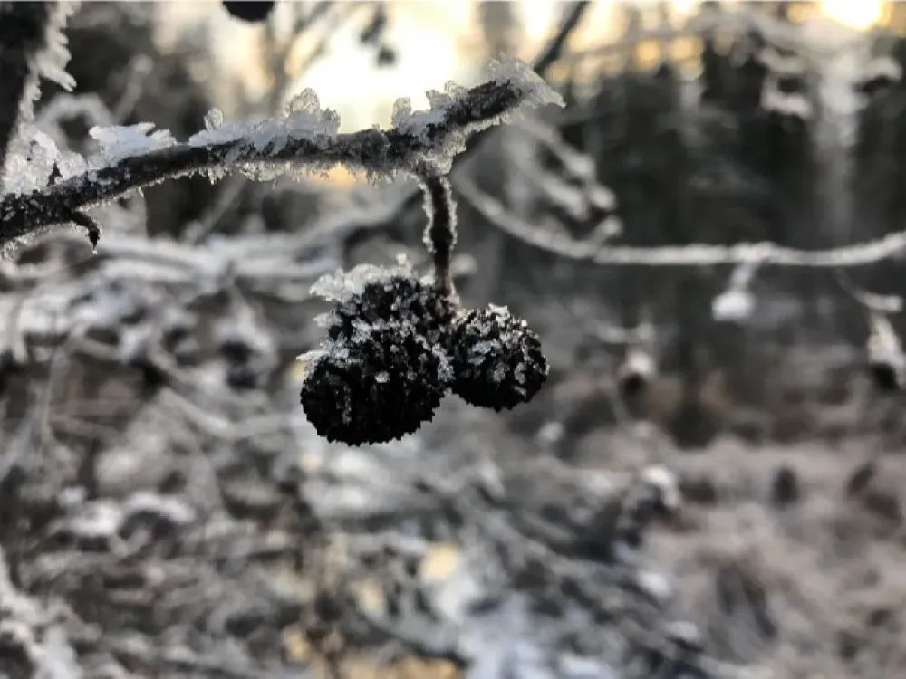 Winter Valley & Forest Hike - 5