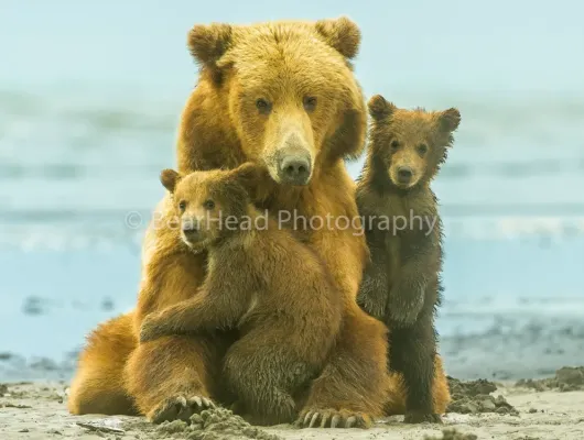 Shop BearHead Photography In Tullahoma, Tennessee | Voyij.com