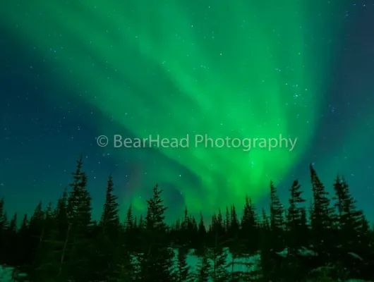 Wide Forest Lights