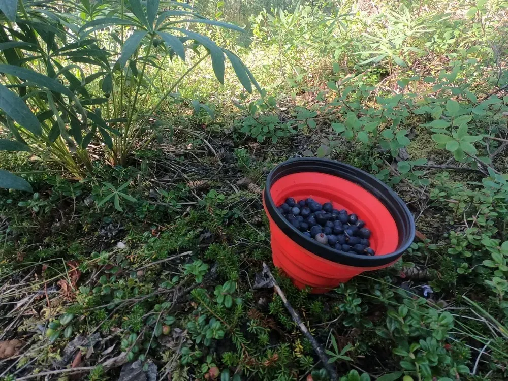 Backcountry Eats & Foraging Treats - 3
