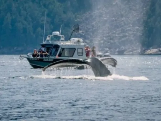 Kenai Fjords and Resurrection Bay Half Day Tour
