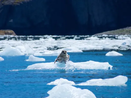 Six Hour Tour Deeper into Kenai Fjords National Park / Aialik Bay