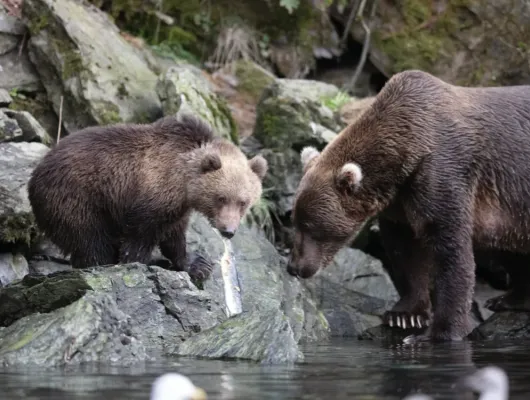 Bear and Wildlife Tour