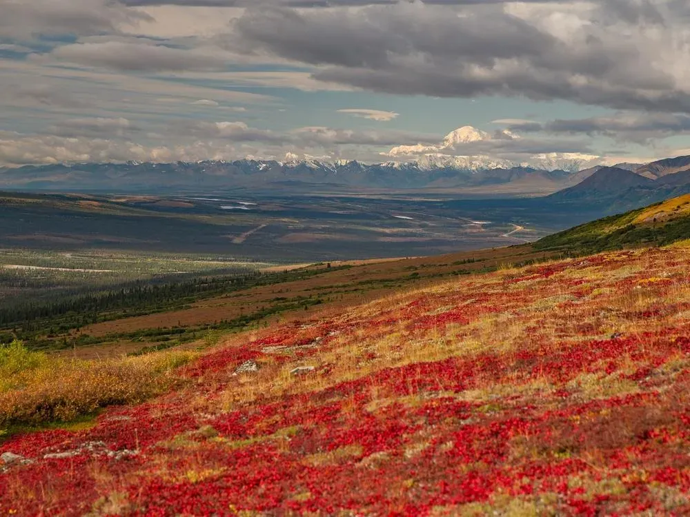 Denali Heli Hiking Expedition - 1
