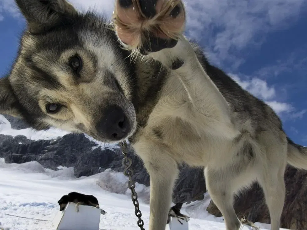 Juneau Dog Sledding On The Mendenhall Glacier - 5