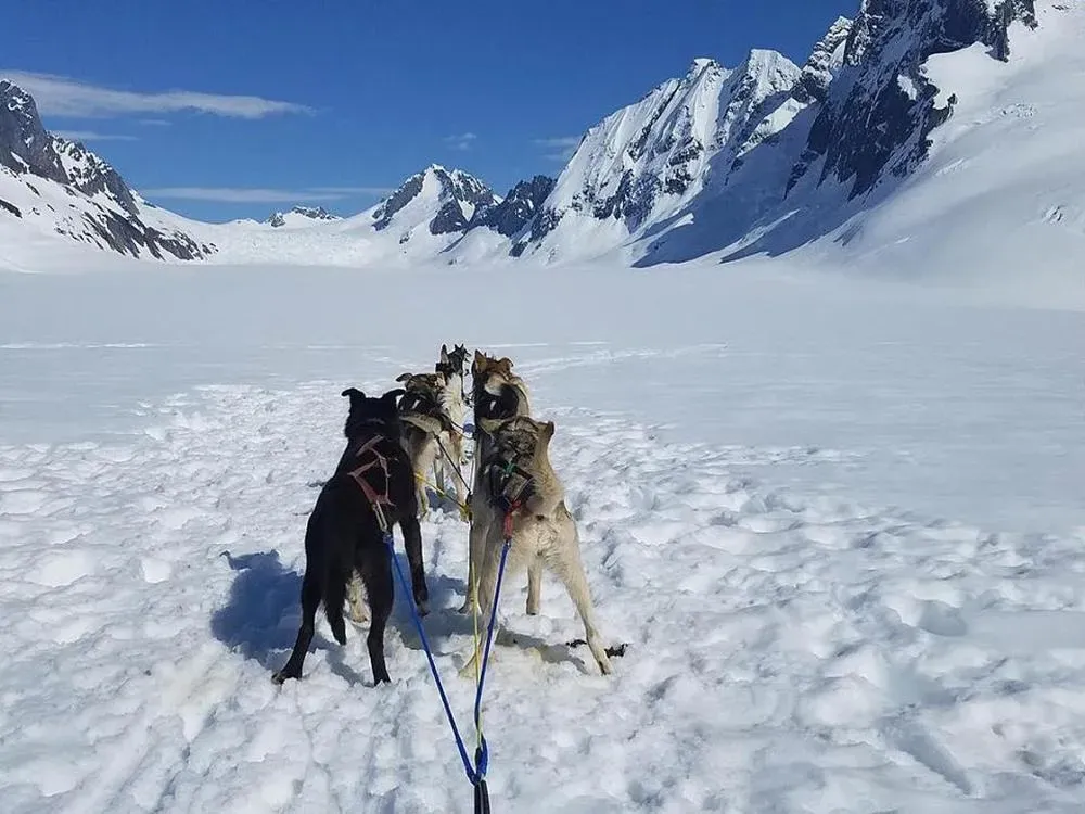 Juneau Dog Sledding On The Mendenhall Glacier - 4