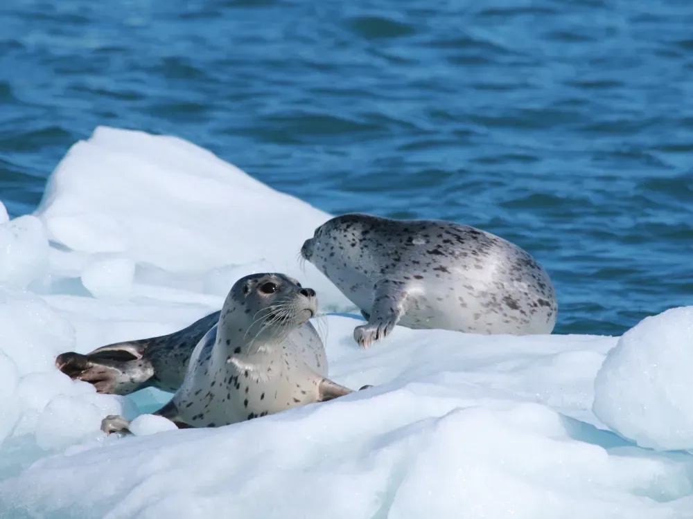Meares Glacier Excursion - 4