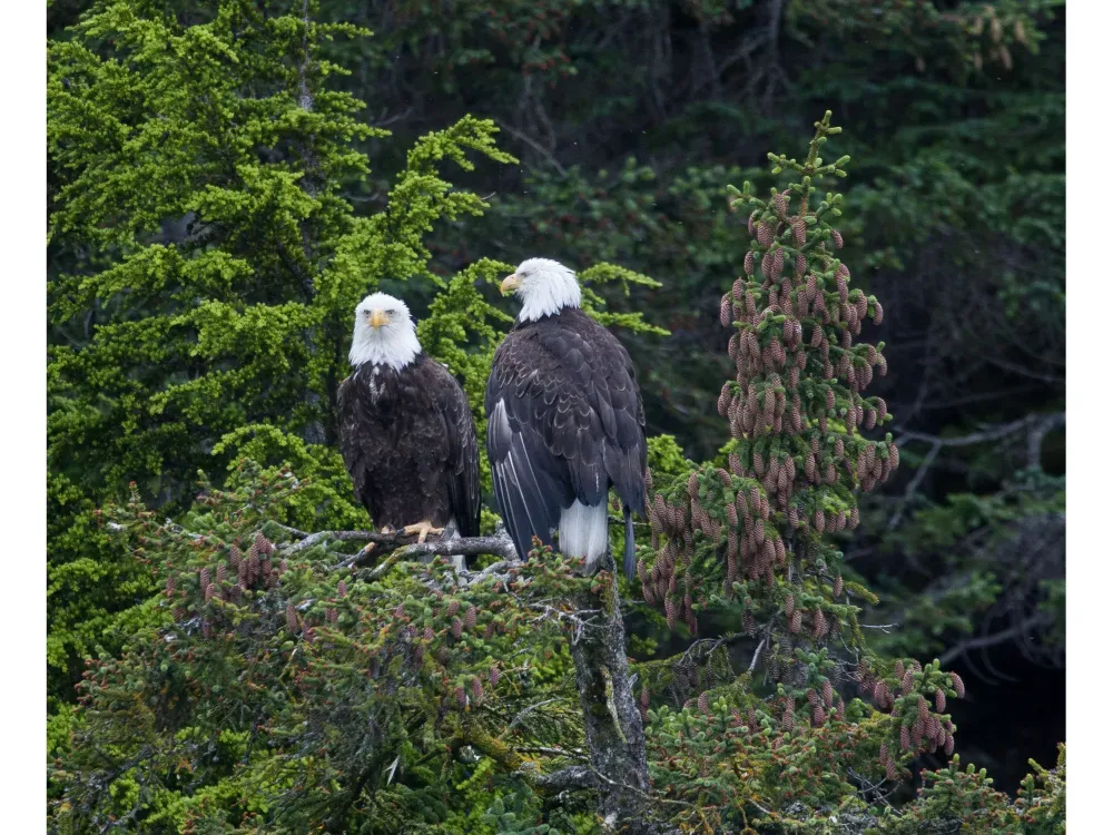 Meares Glacier Excursion - 5