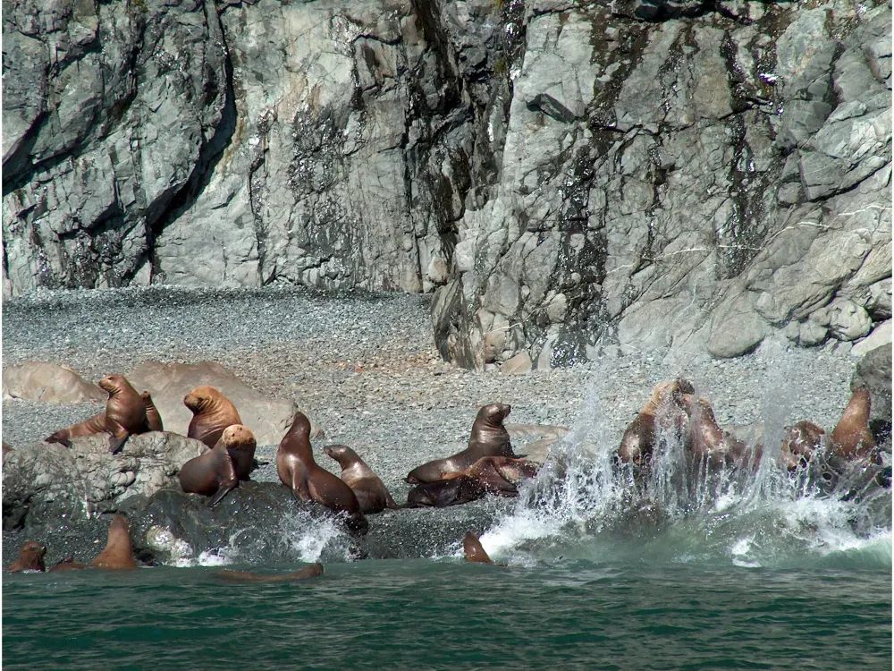 Meares Glacier Excursion - 2